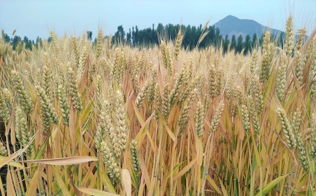 上海市出臺秸稈補貼新舉措，每噸補貼300元