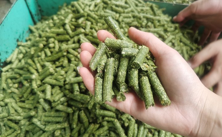 牧草秸稈飼料顆粒